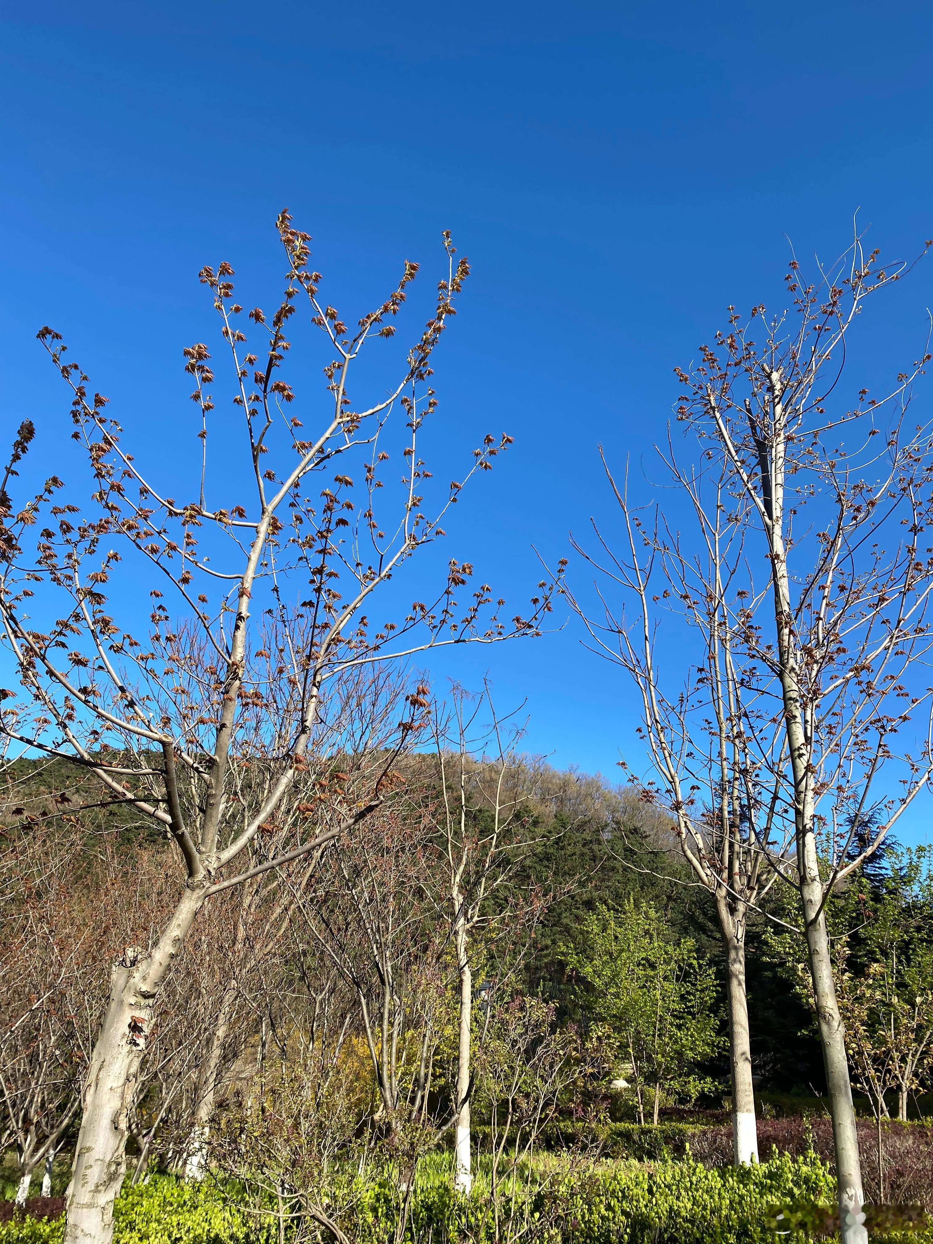 特朗普称美联储主席为大失败者鲍威尔挨骂、美元跌！鲍威尔屈服，美元崩，老鲍好难还背
