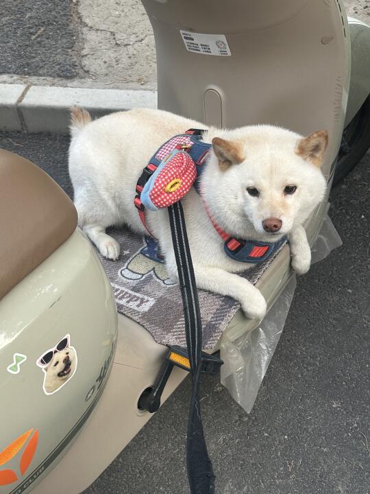 中狗中狗 上车就走