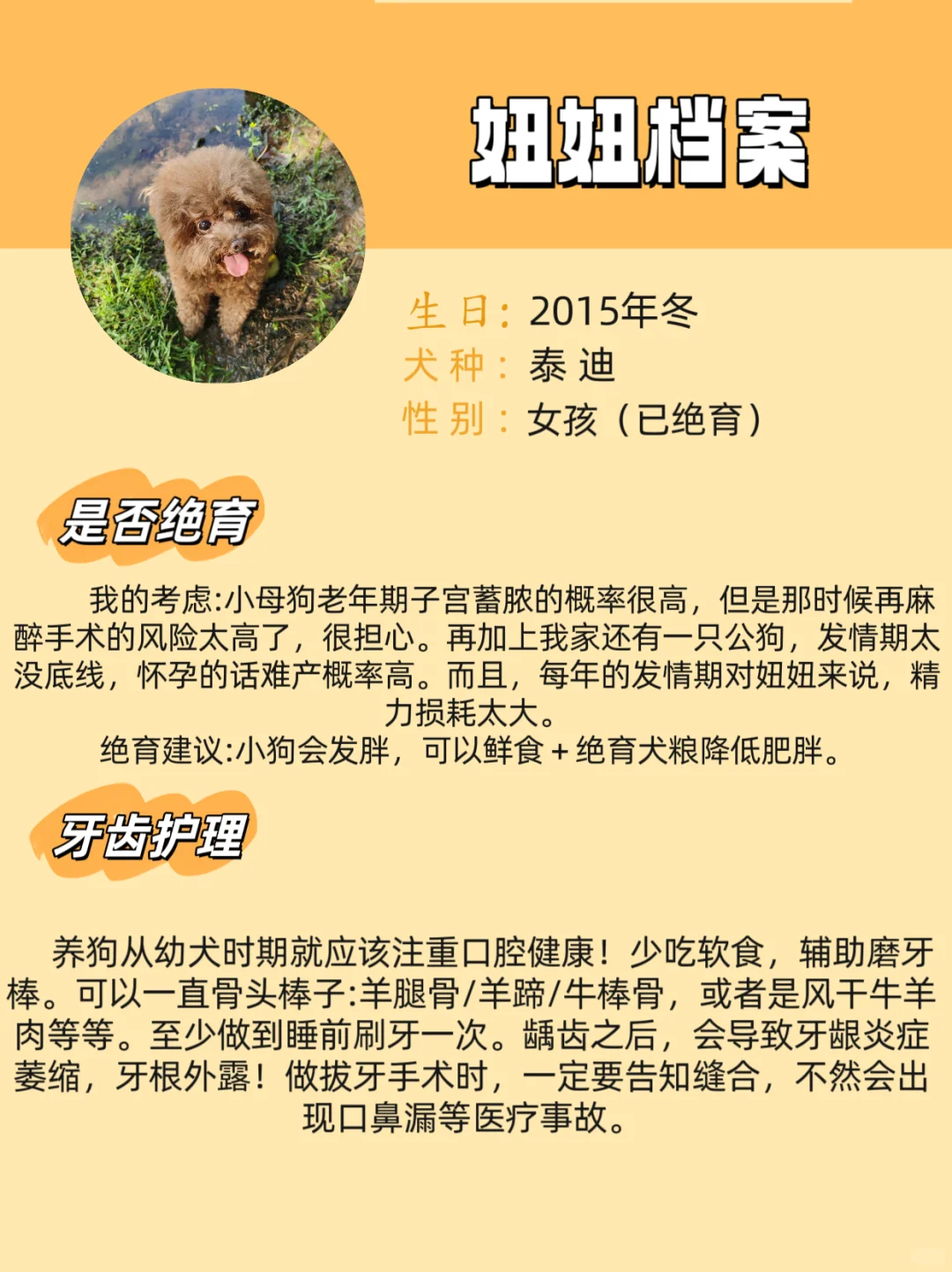 10岁泰迪妞妞养护档案