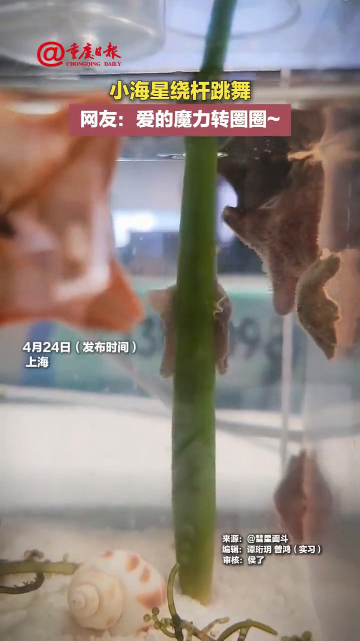 小海星绕杆跳舞。网友：爱的魔力转圈圈。
来源：彗星调斗。编辑：谭珩玥曾鸿(实习)