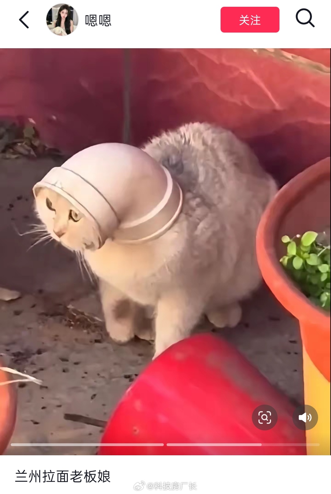 本来看猫没笑，看见兰州拉面老板娘真绷不住了