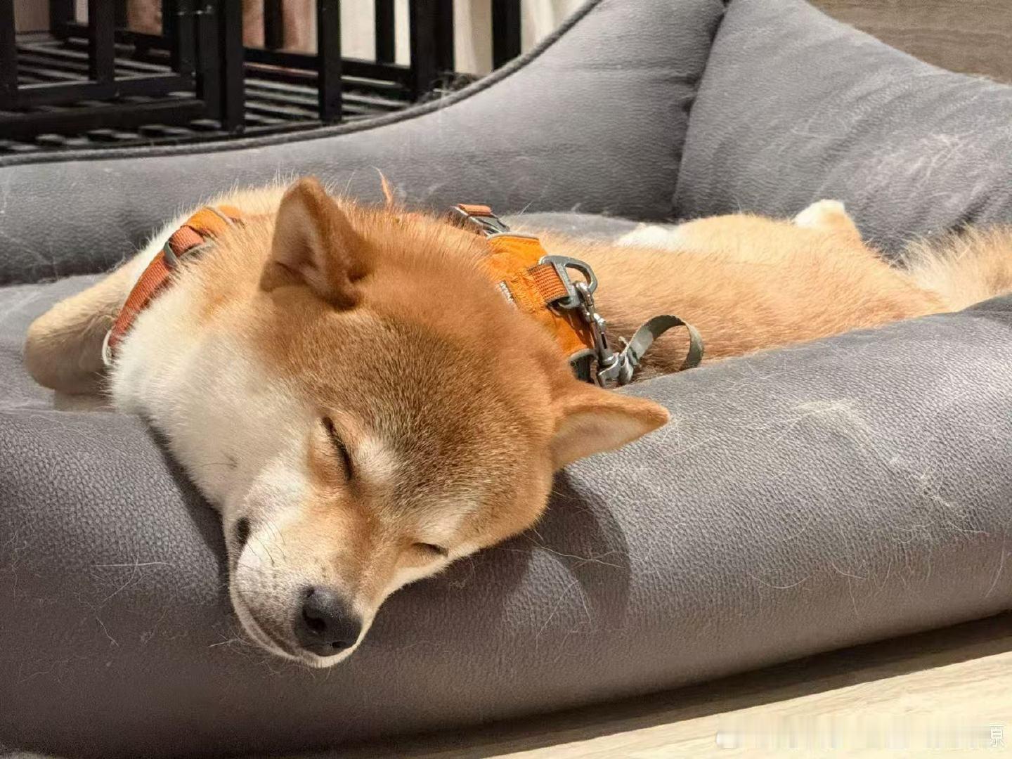 张真源呼安三周年 张真源呼安到家三周年 张真源呼安到家三周年发博 