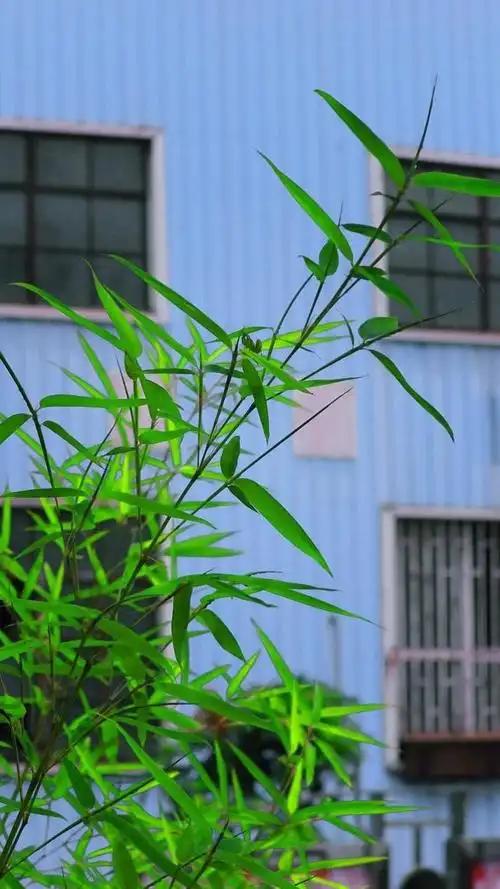 下联：竹摇雅苑风益清。


（图片来自网络）