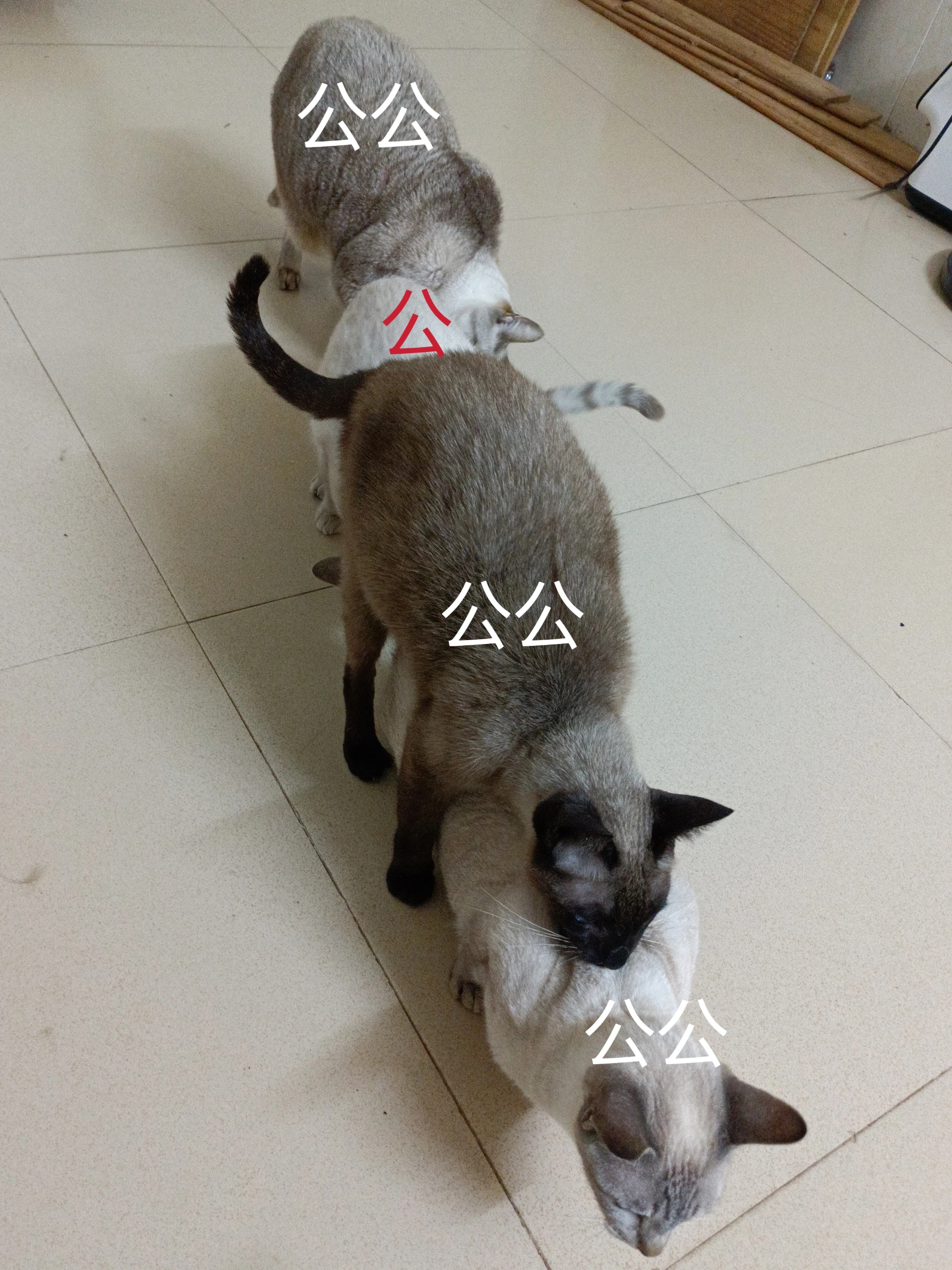 有辱斯文！有辱斯文！#春日cityhappy计划##猫##锲而不舍贴贴的小猫咪#