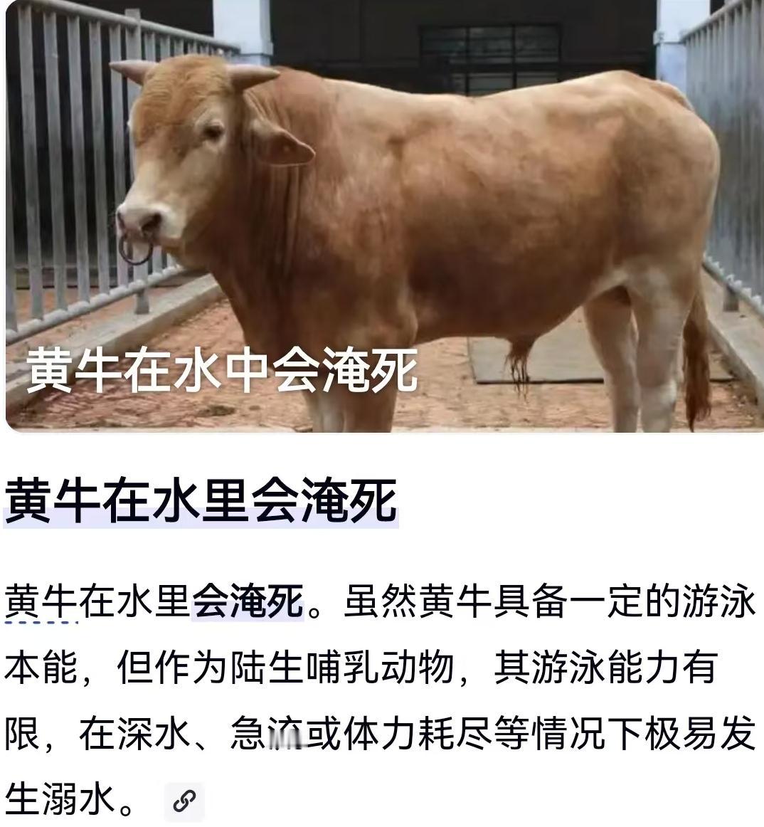 这起“800斤黄牛坠洞，营救4天无奈放弃”的事件，看完后让人心里很不是滋味。一方