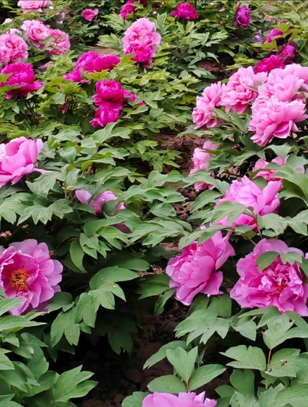 近日，从相关部门获悉，第 35届菏泽国际牡丹文化旅游节暨 2026 世界牡丹大会