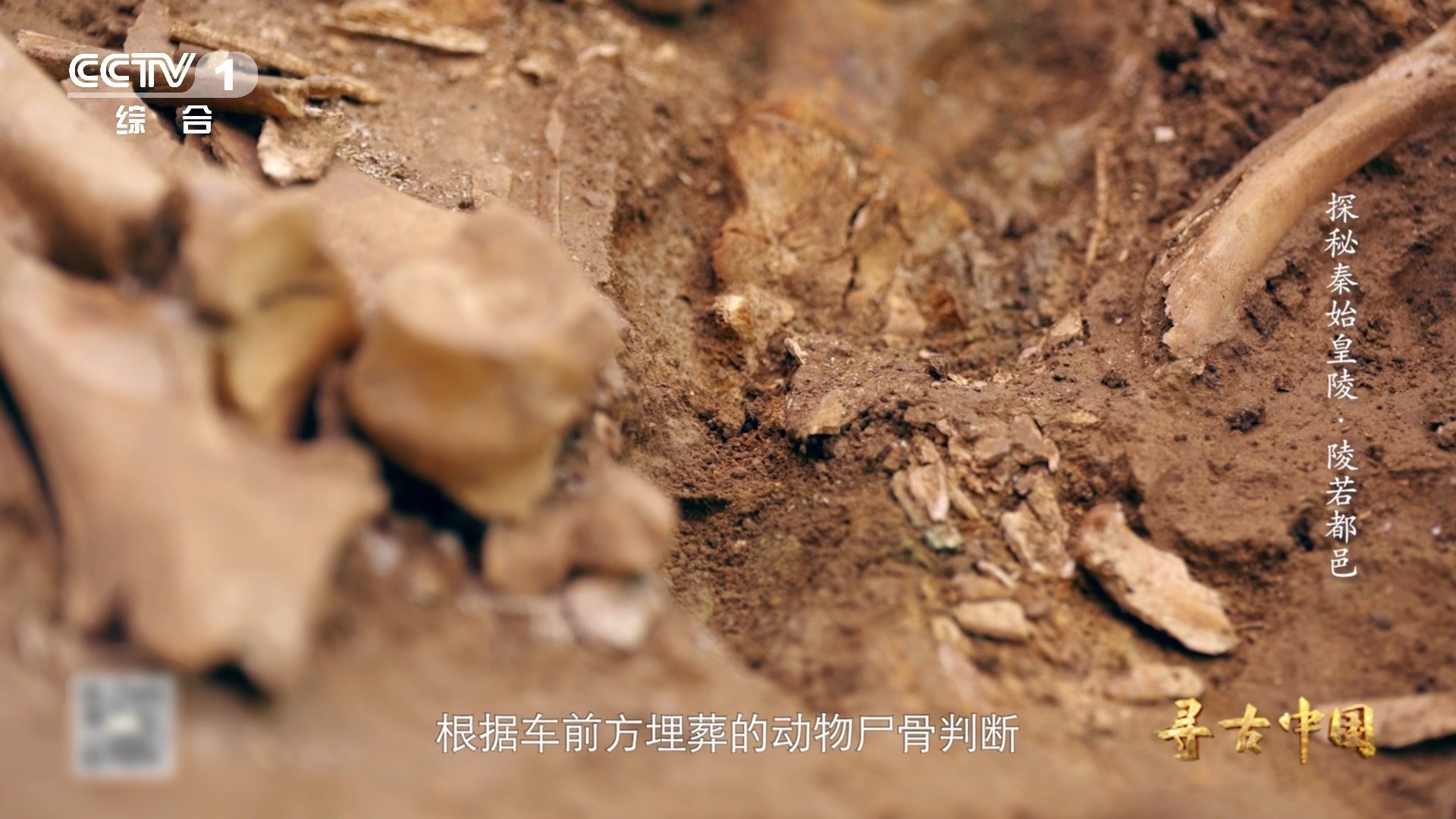 古人为拉风用6只绵羊拉车原来古代也有“回头杀”！6只绵羊拉着车招摇过市，这波操作