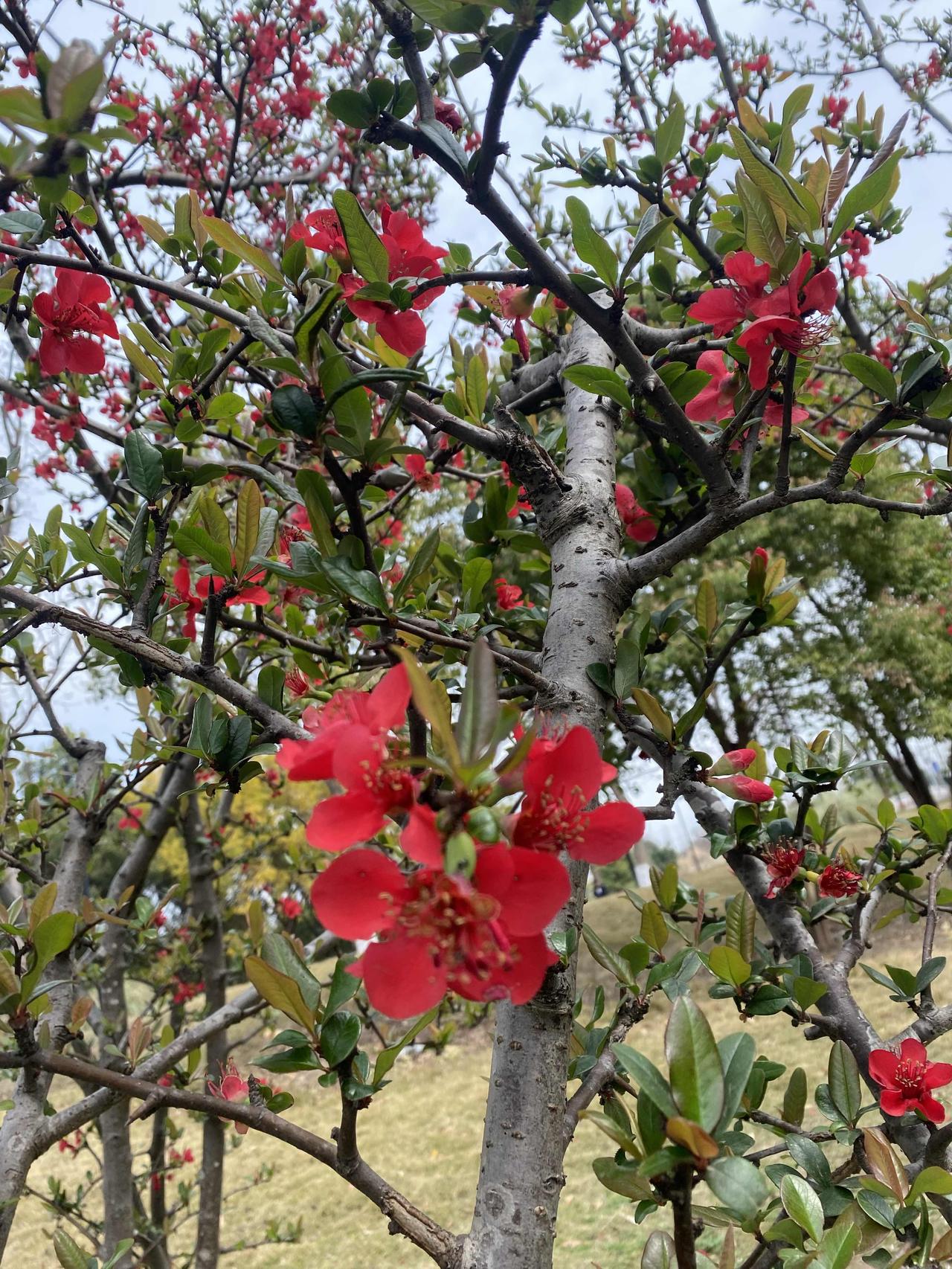 这到底叫什么花？
有人说是海棠花，是吗？