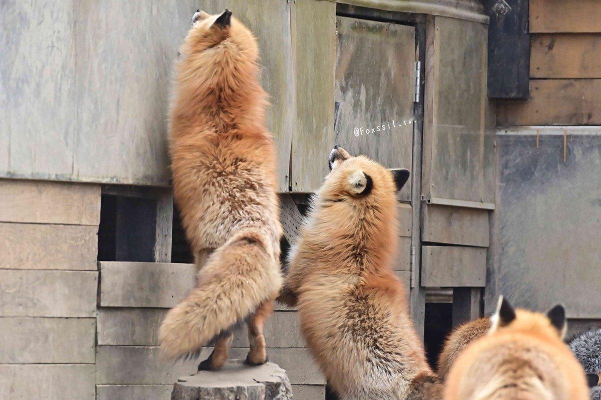 狐狸 站起来也是个圆柱体©️Foxssil_1005 