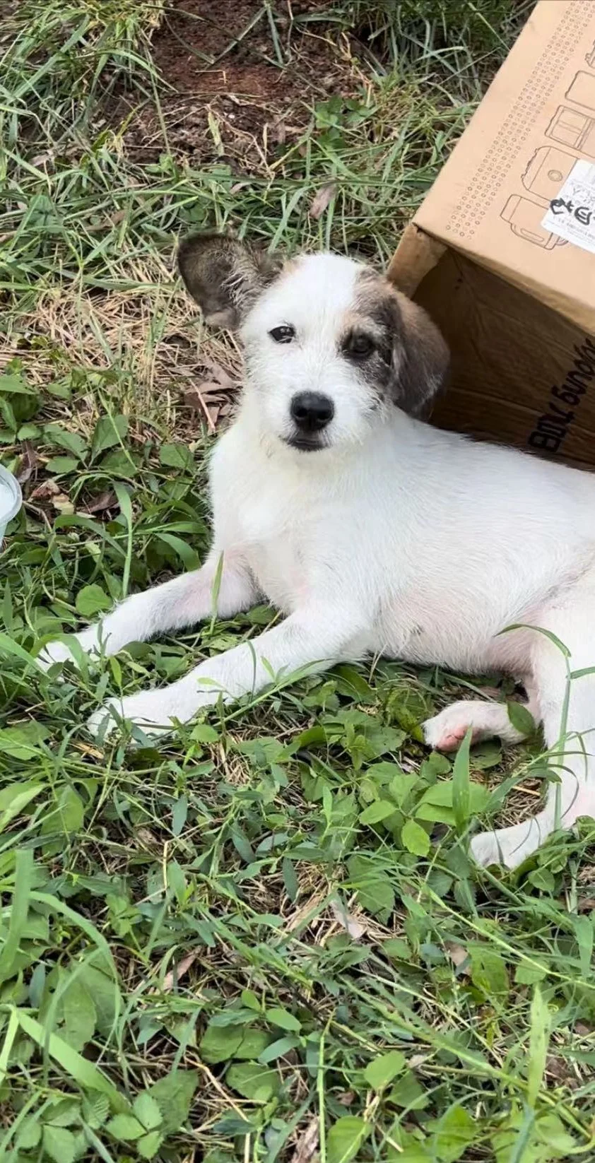 到底要不要给流浪母狗绝育啊啊啊啊啊啊？