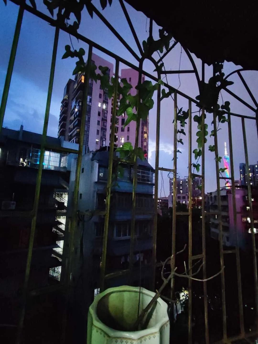 谁能想到当初快死透的青藤活过来了，写首诗感慨一下：
【阳台喜见青藤】
铁护栏前缠