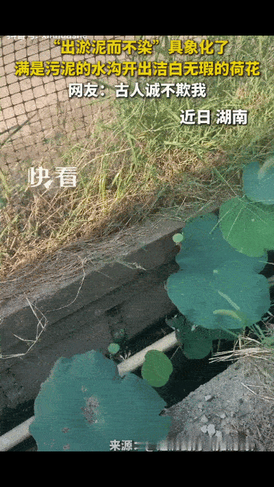 “古人诚不欺我！”湖南，一男子下班回家时，远远看到在满是淤泥的水沟里，竟然有一簇