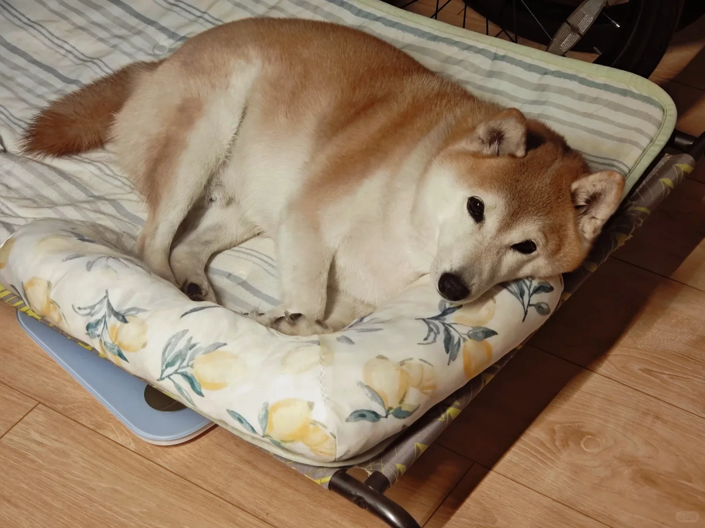 本小狗要冬眠了