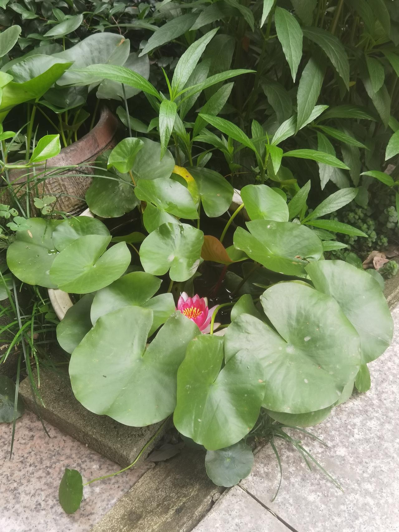 小区里发现一株盆睡莲，红色的睡莲 随手拍水中睡莲荷花养眼睡莲花 睡莲风景 盛夏睡