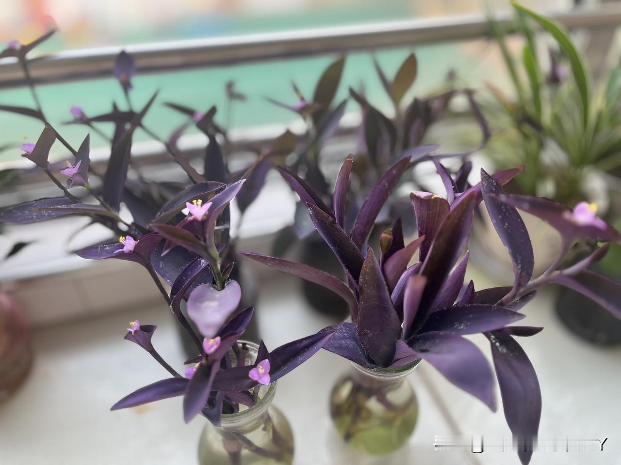 ‼️‼️你们谁认识这种植物？生命力很是顽强[赞][赞]，随手种在角落里不用怎么去