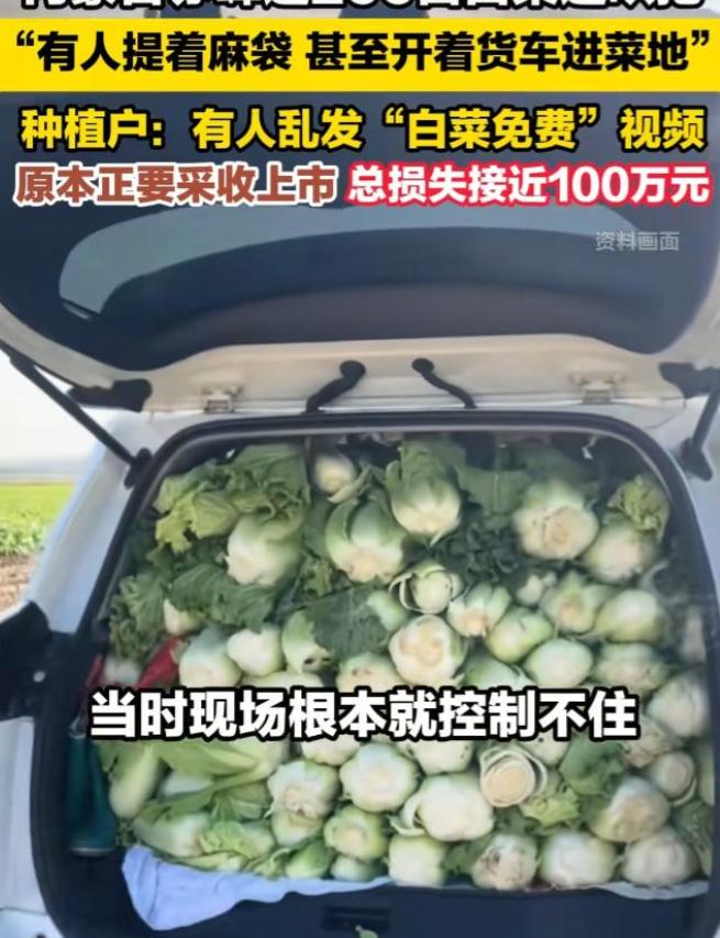 根本就劝不住！涉事媒体一定要赔偿菜农损失。
内蒙古赤峰市一菜农近200亩的白菜在