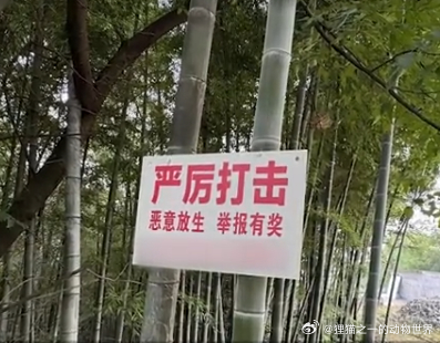 四川宜宾一村有人疑似放生大量蛇这几年关于放生有非常多的坏新闻，原本以为那些乱放生