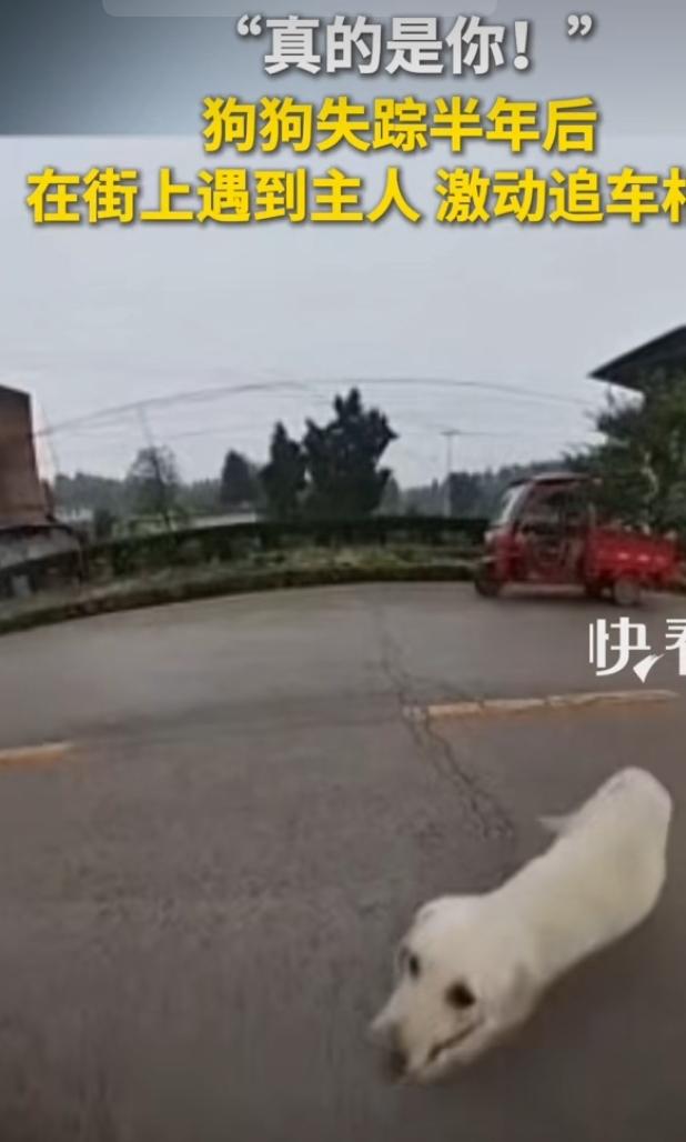 6月9日重庆街头，有个超暖心的画面。一男子驾车时，发现有只狗在后面拼命追车。一开
