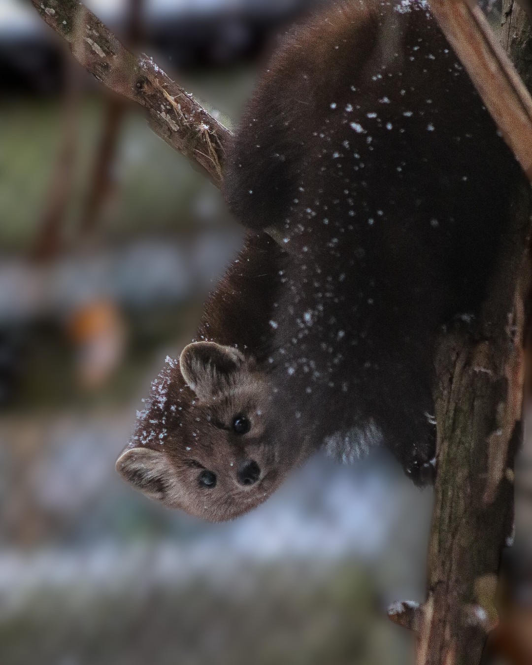 感觉一下雪，动物园最开心的就是獭獭盆友和貂貂朋友了~猞猁，狼和美洲狮也挺惬意的~