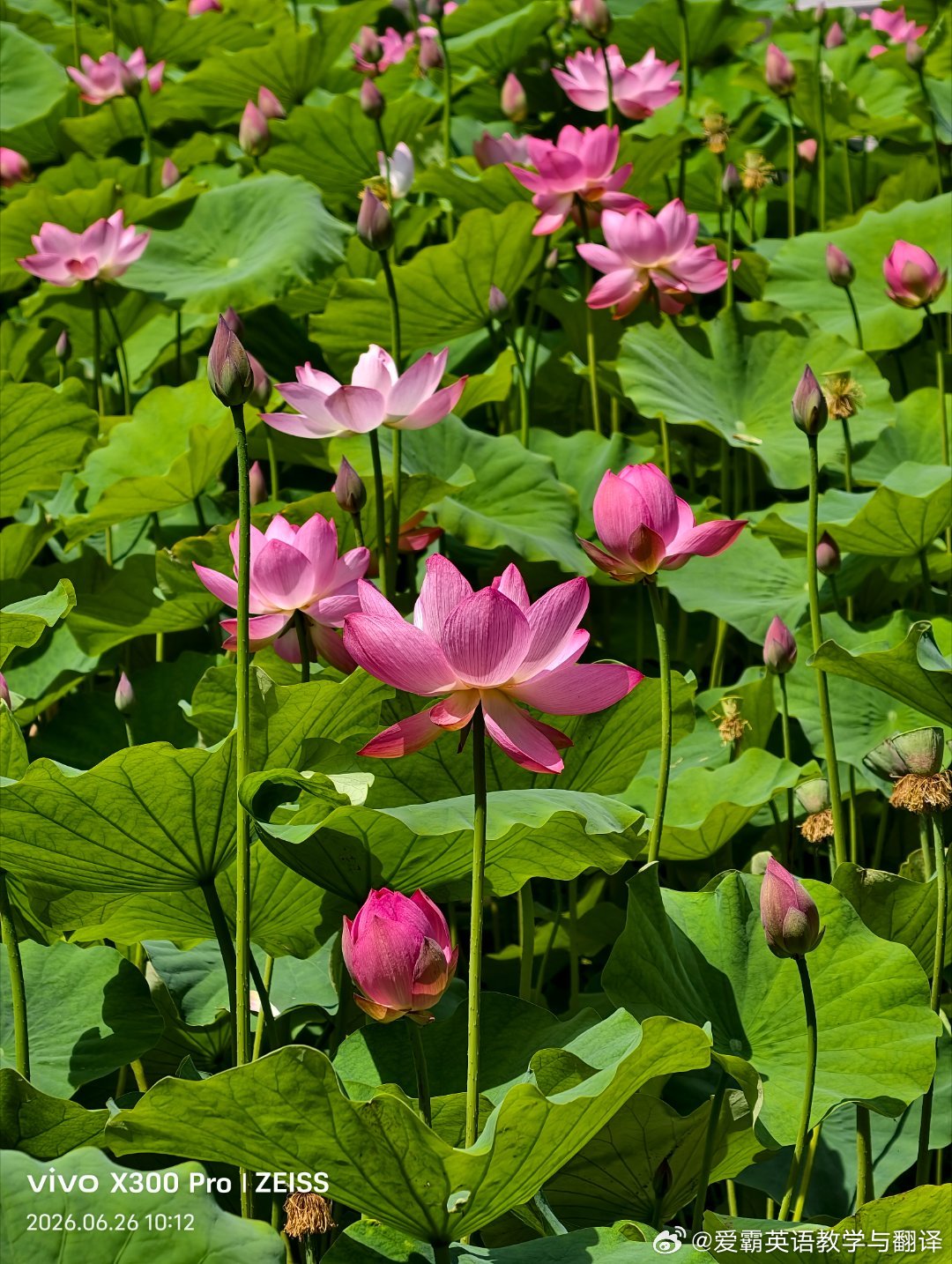荷开半夏，时光恰好。  