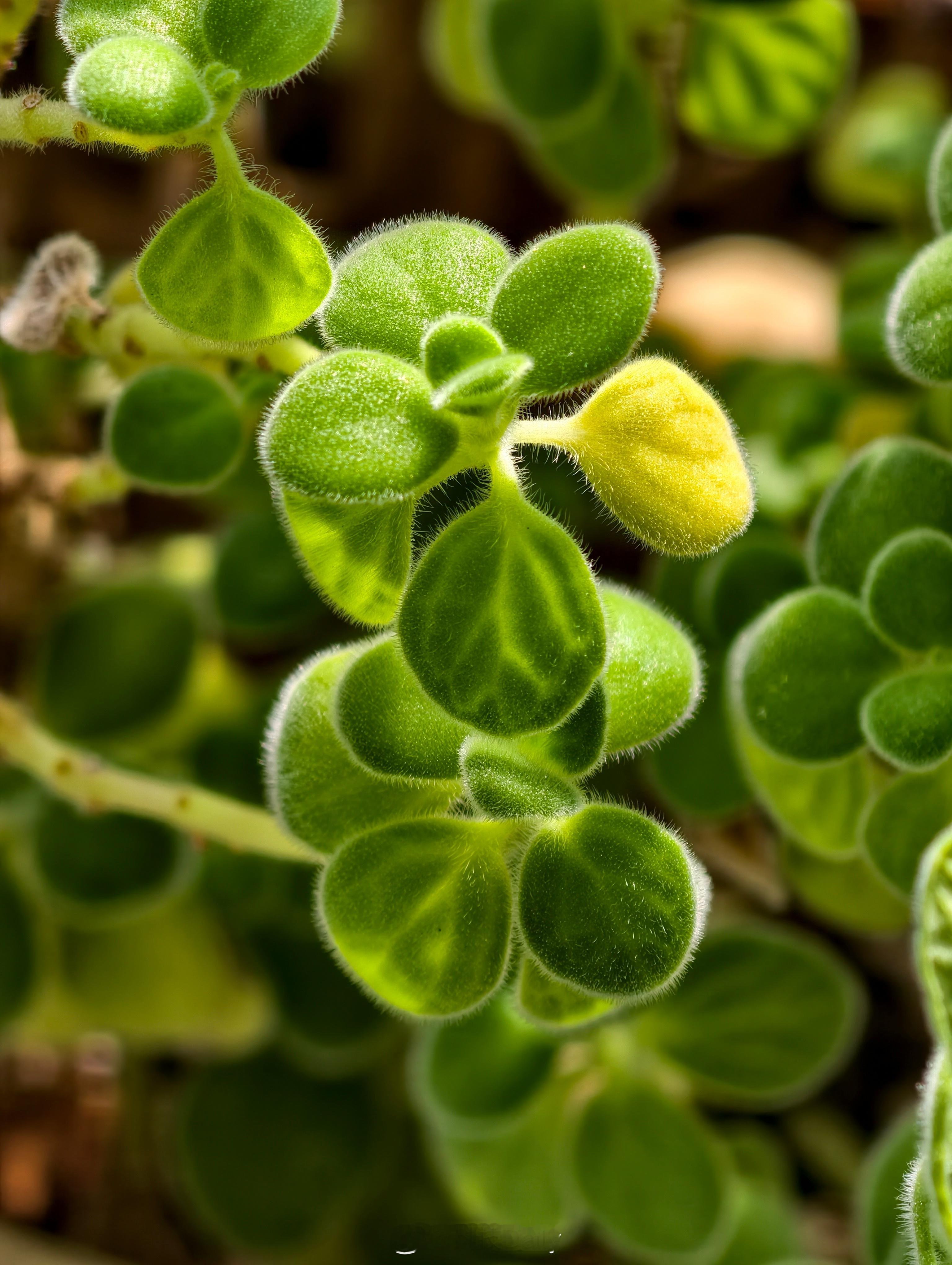 之前发布会的邀请函碰碰香，已经繁殖好几代了，扦插就能活，一碰就香，好养活。