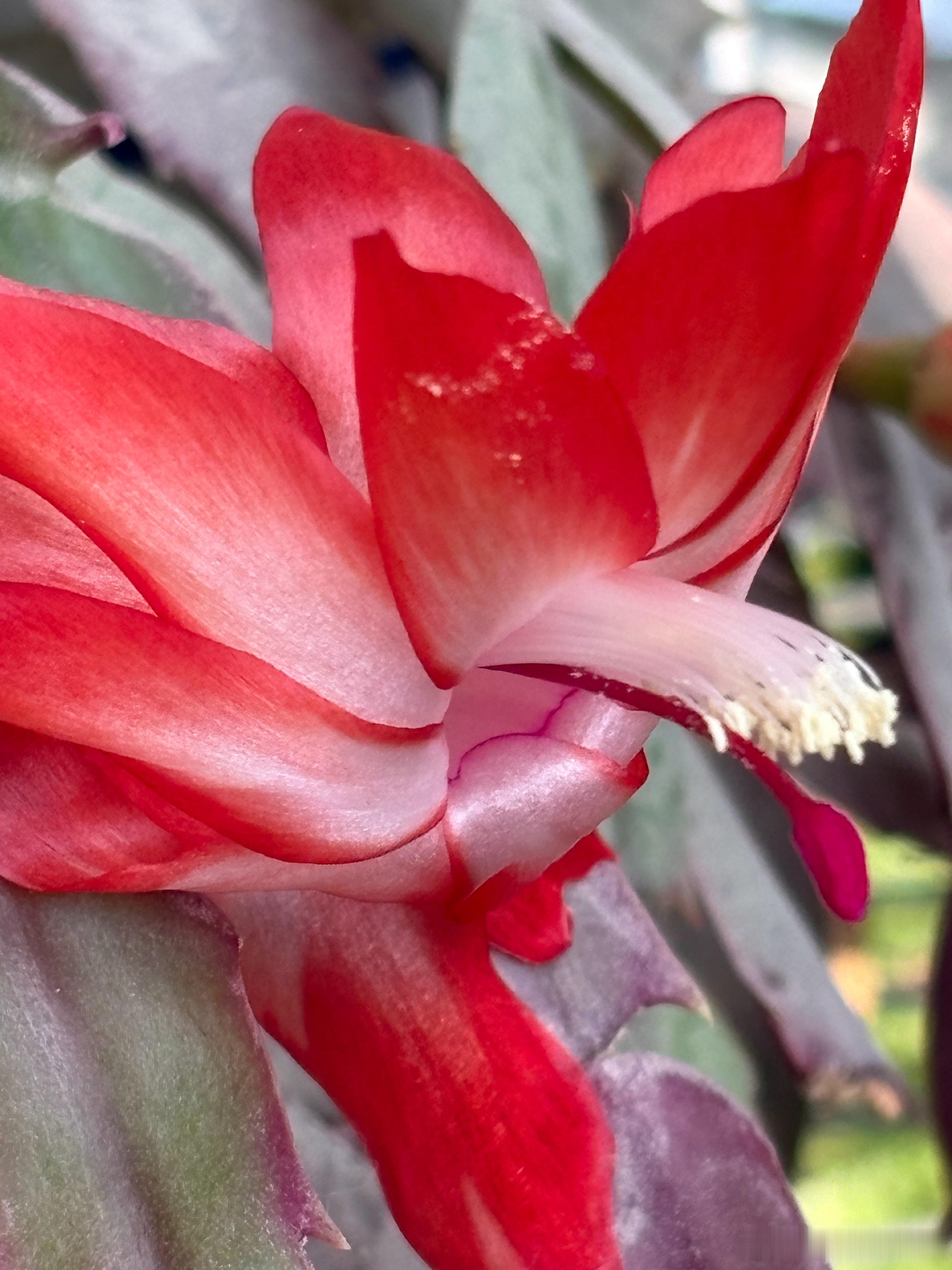 生活手记 春节假期出行归来，惊喜发现今年第二茬花花🌸居然悄然绽放了，这是趁我不