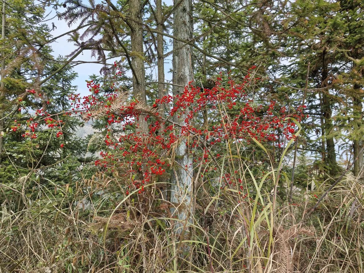 我们这叫救兵粮，你们那叫什么？