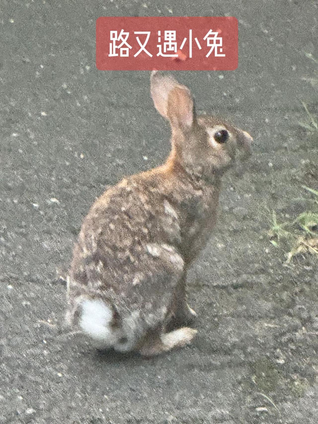 路上，又遇小兔。兔子偶遇 野兔子 野生哈基米 野生萌宠