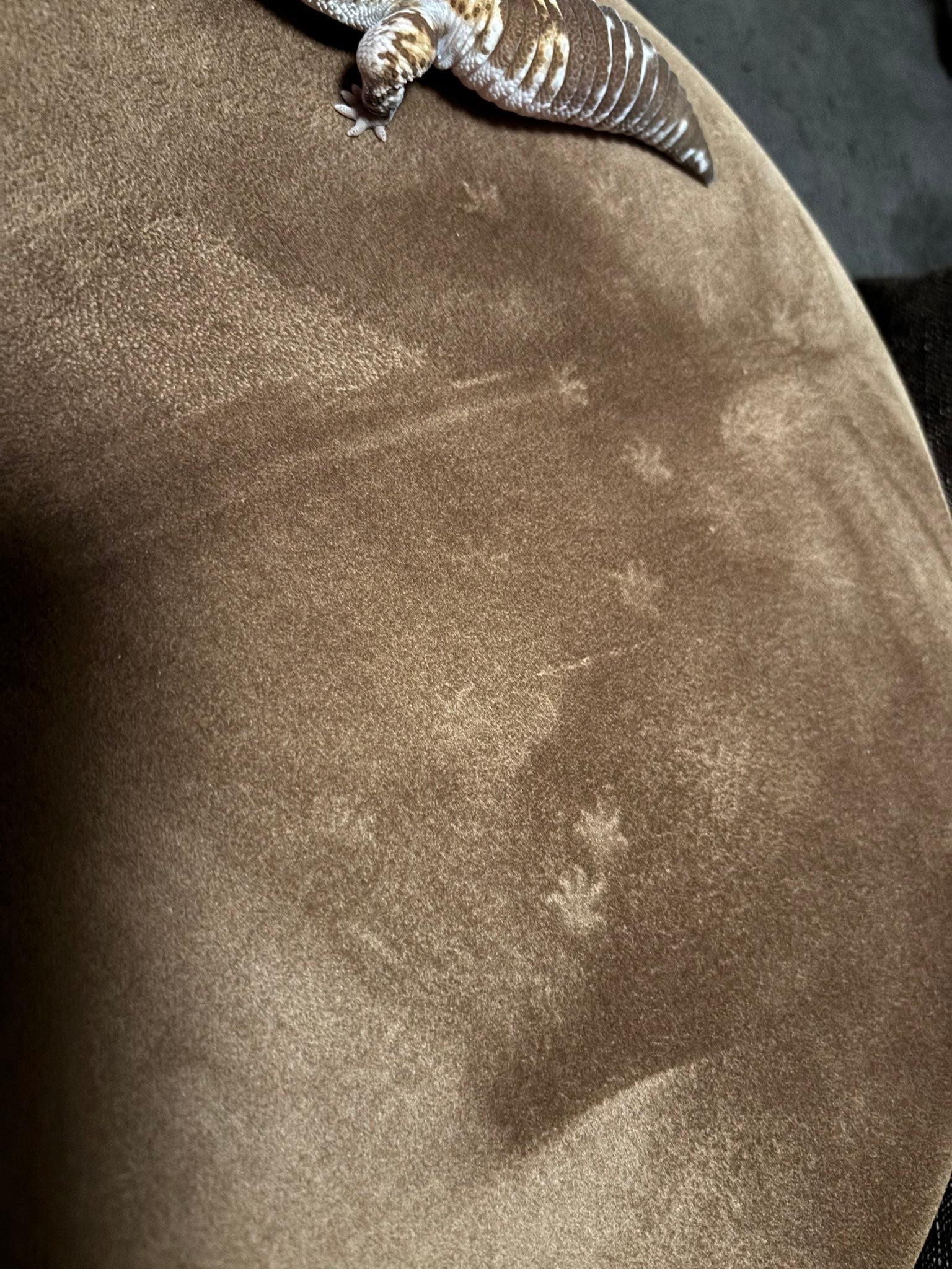 肥尾守宫的小爪爪在沙发上踩出来的小爪印太可爱啦~~【推：reopa_guu】 