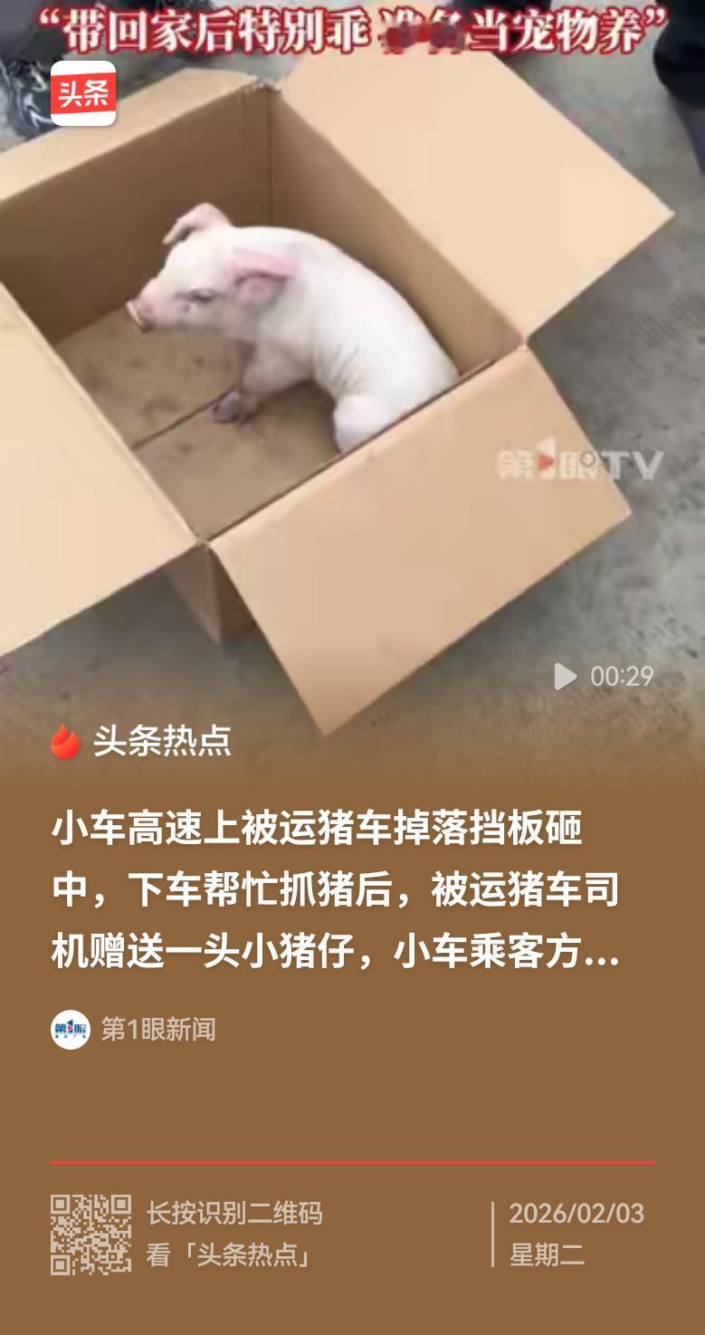 一辆装载着仔猪的货车在高速公路上疾驰。因货车挡板未系牢，挡板松开后撞上了一辆同向