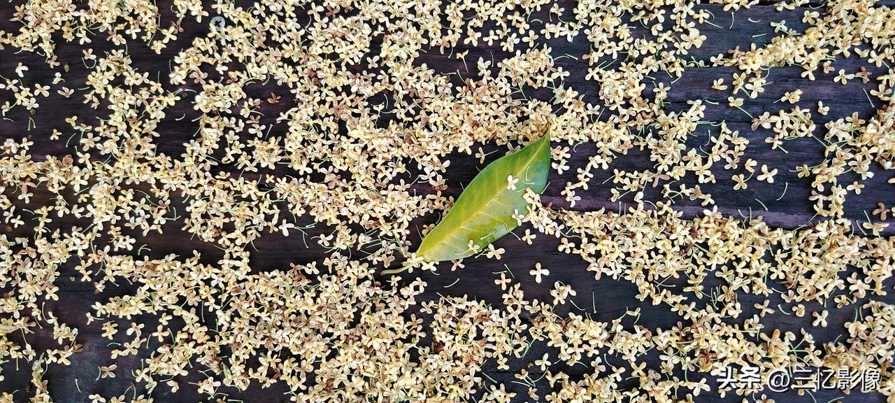 一觉醒来，发现今早的苏州满城都在下桂花雨。今年的桂花来得比较迟，不过花量一点都没