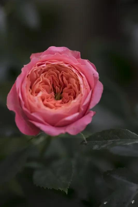 “二舅刘宝华”月季何以打动全网 “二舅刘宝华”月季打动全网，背后有很多原因。云南