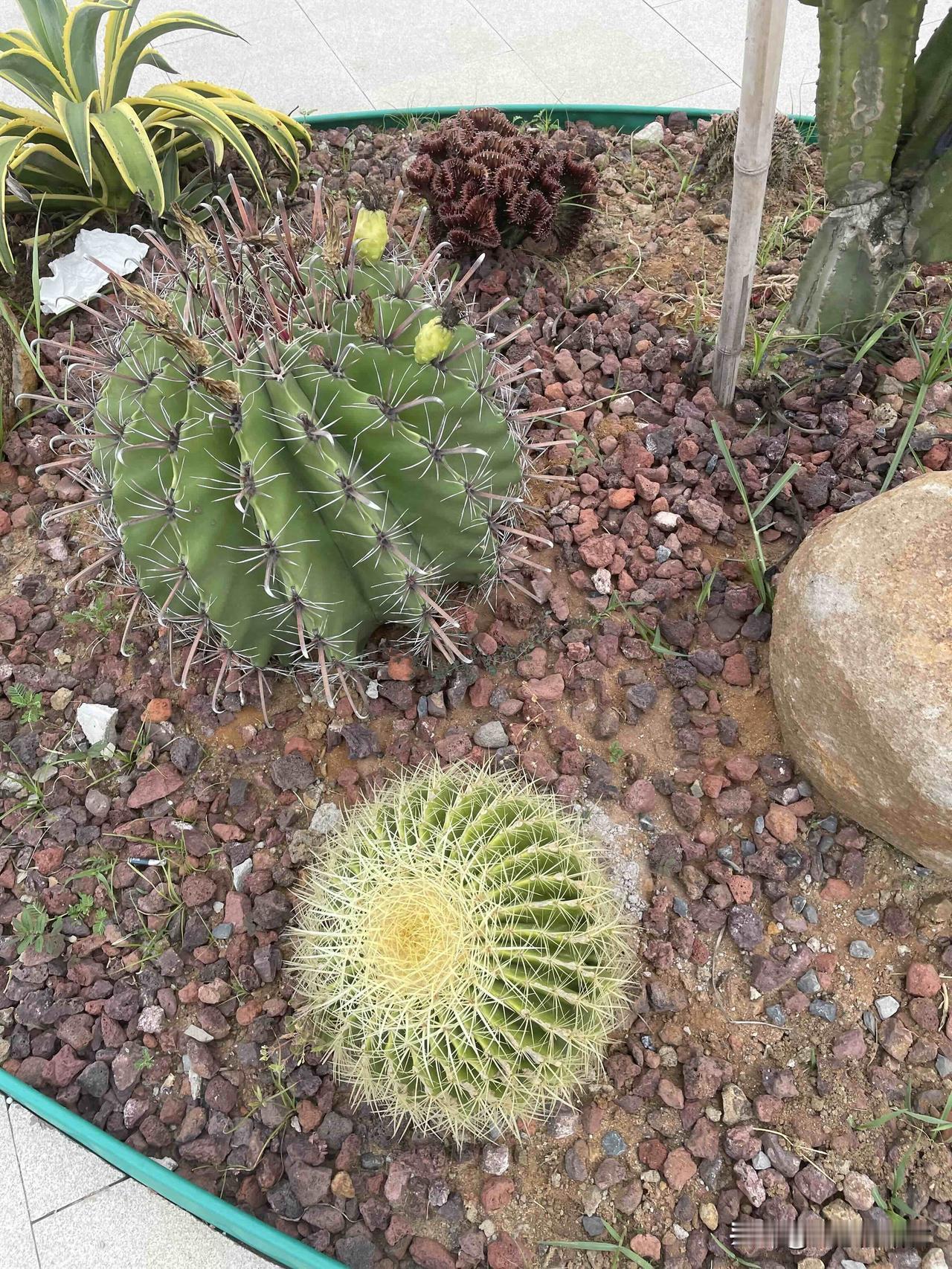这世上居然有这么奇怪的母子！一男子，广西人，33岁了，跟老婆结婚刚一个月，他妈妈