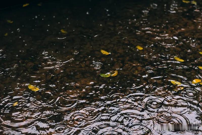 凉爽的秋季雨水浇灌真旺盛，秋有余力万象新、远隔千里未相知风景如此添娇韵、风景如画