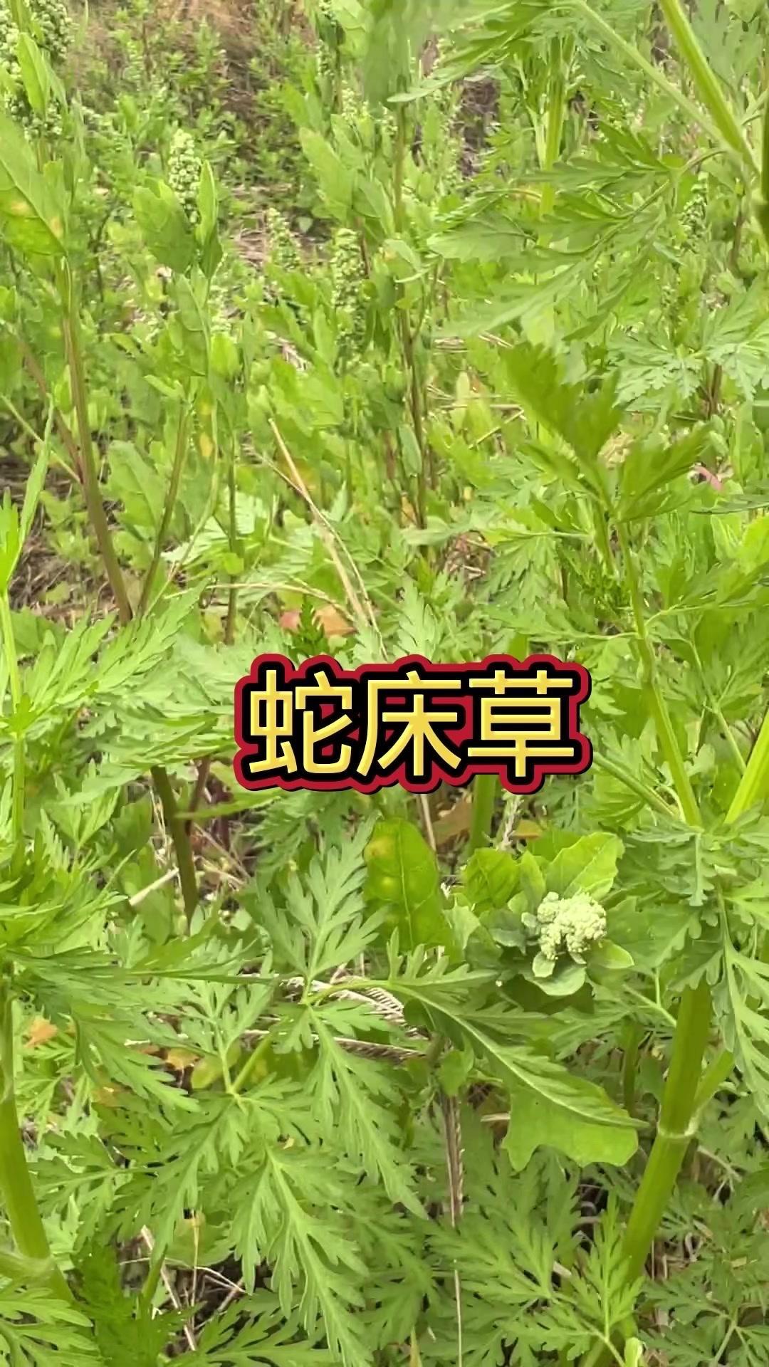 🤯潮湿地带遇此植物要小心！注意看，潮湿地带发现这株植物需警惕，村里老人称它是毒