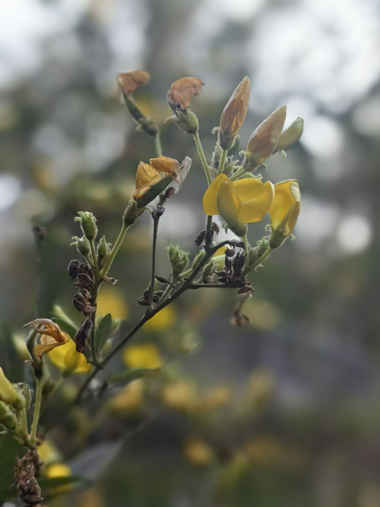 厦村郊野公园初具规模，想不到在这一片山野之中，竟然隐藏着一个这么大的世外桃源。