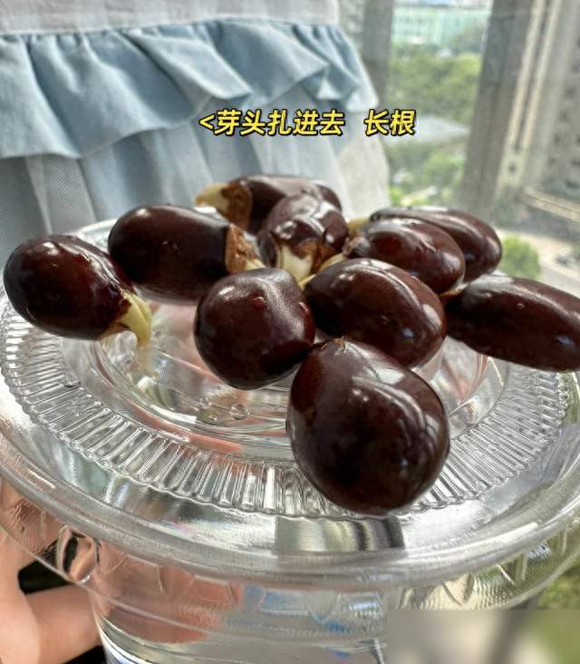 广州一女子，因“顶楼种荔枝”而走红，网友:荔枝大丰收，真壮观