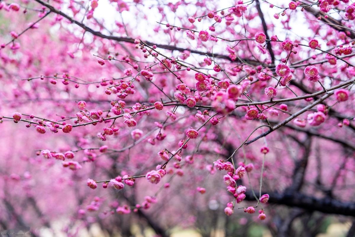 要懂得，用执着的情怀，对待离别的愁绪，就像梅花，即使在寒冷的冬季，也执着地盛开，