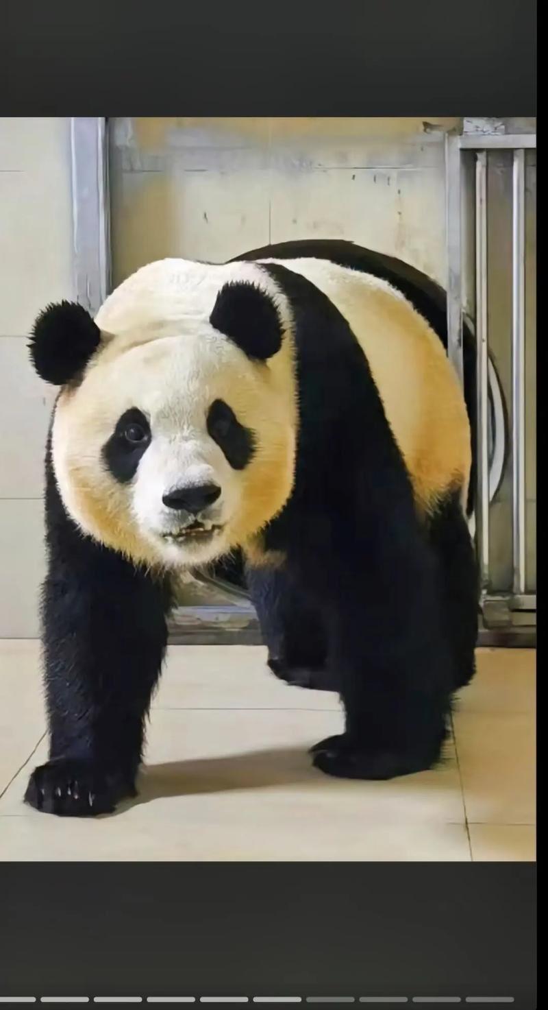 韩国面临的问题背后处处有美国影子！尹锡悦政府一系列匪夷所思的操作，让人不禁怀疑：