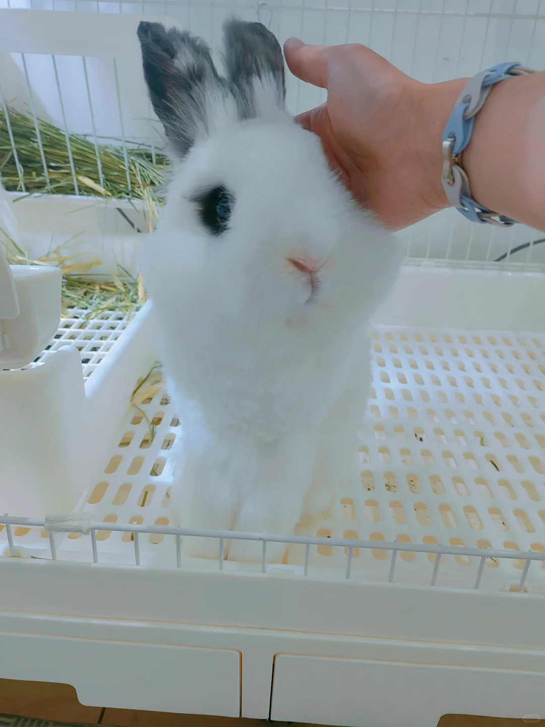 猫猫兔剪成侏儒兔哈哈哈