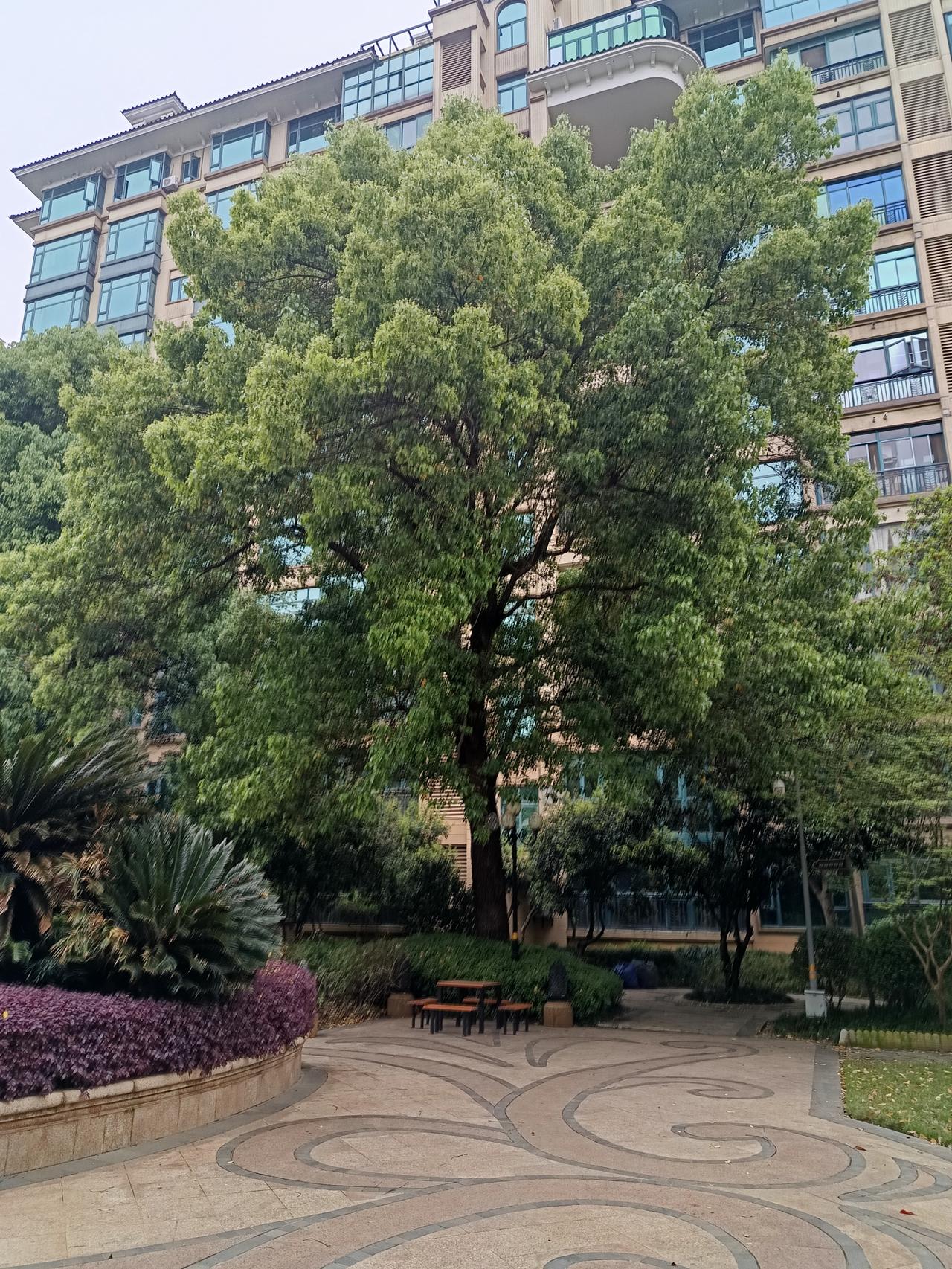 昨天两外孙发烧去医院看了是病毒感染，他们也不想吃饭，我买了一点零食给孙子吃，被女