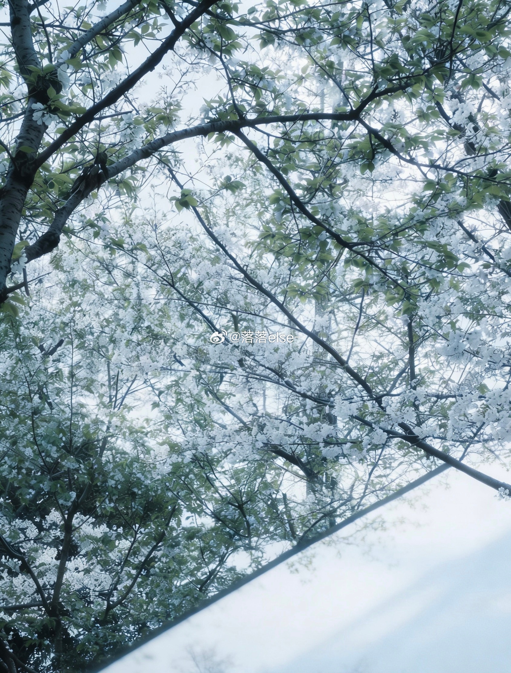 看看花吧～赏花樱花