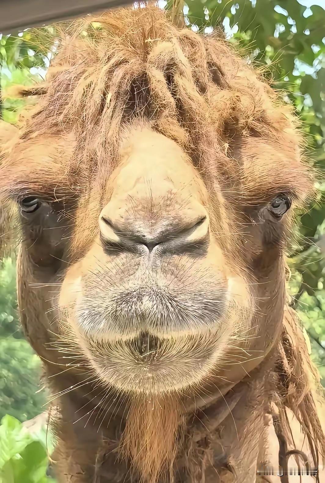 乍一看，还以为是一个人，长得很丑陋，也怪吓人的，仔细定睛一看，目测像是一头骆驼，