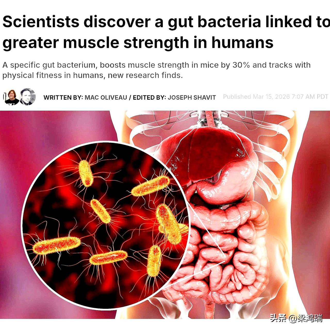 美国科学家刚刚发现一种肠道细菌可以增强肌肉力量

肯塔基大学的研究人员发现了一种