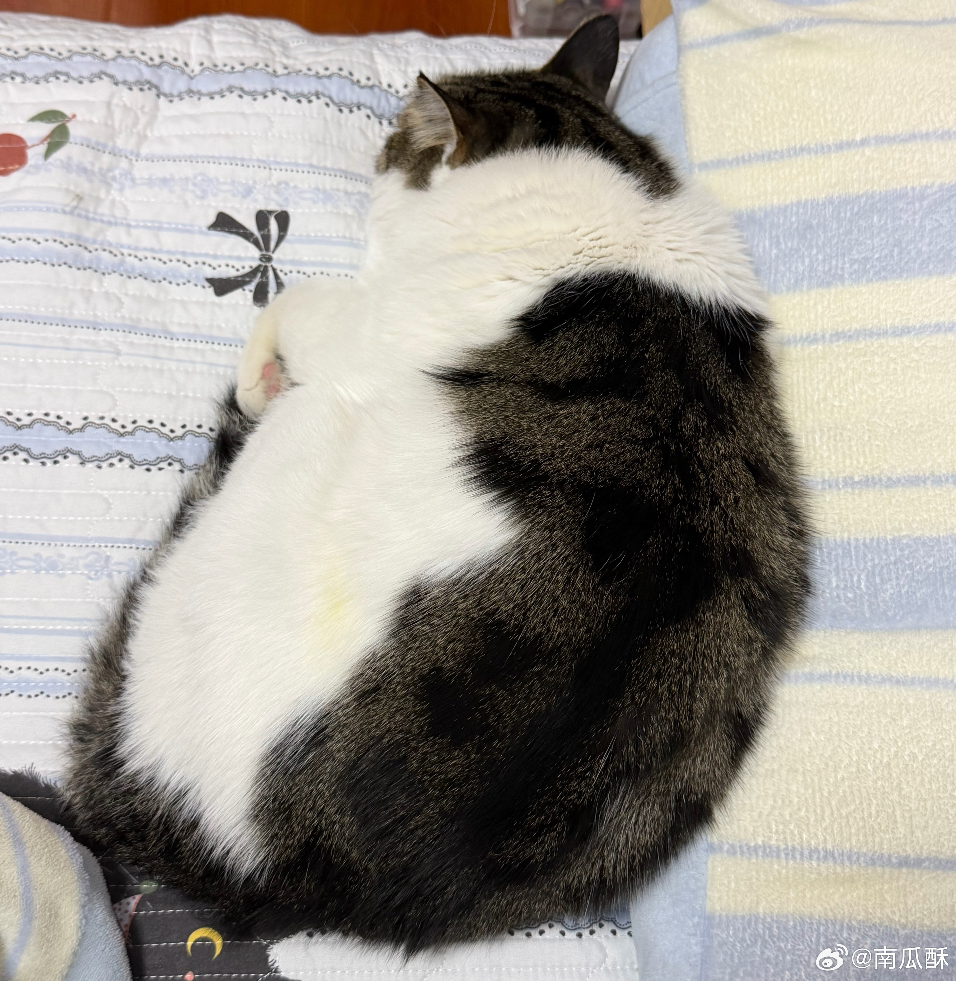 虽然我去不了，但是大熊也去不了了。想到这里还是比较高兴的