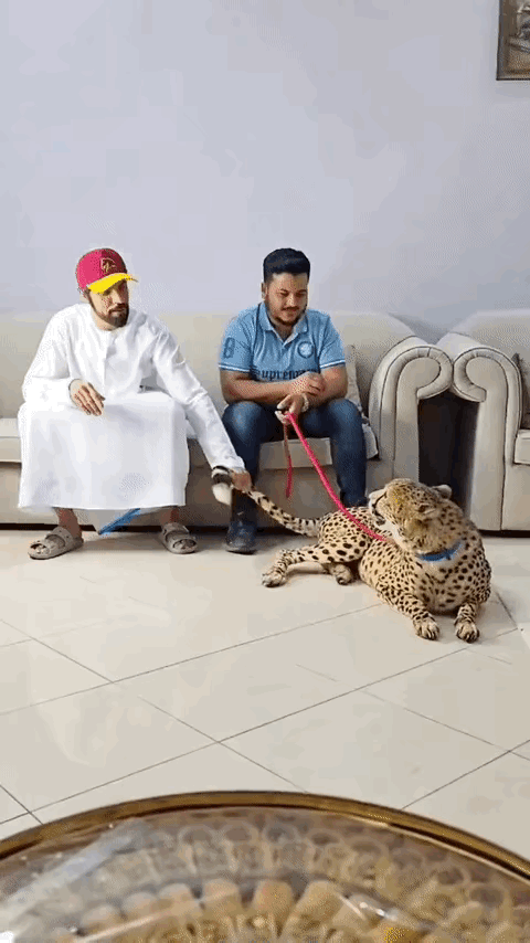 他们那里，是不是对家养宠物这个东西，有什么误解啊？