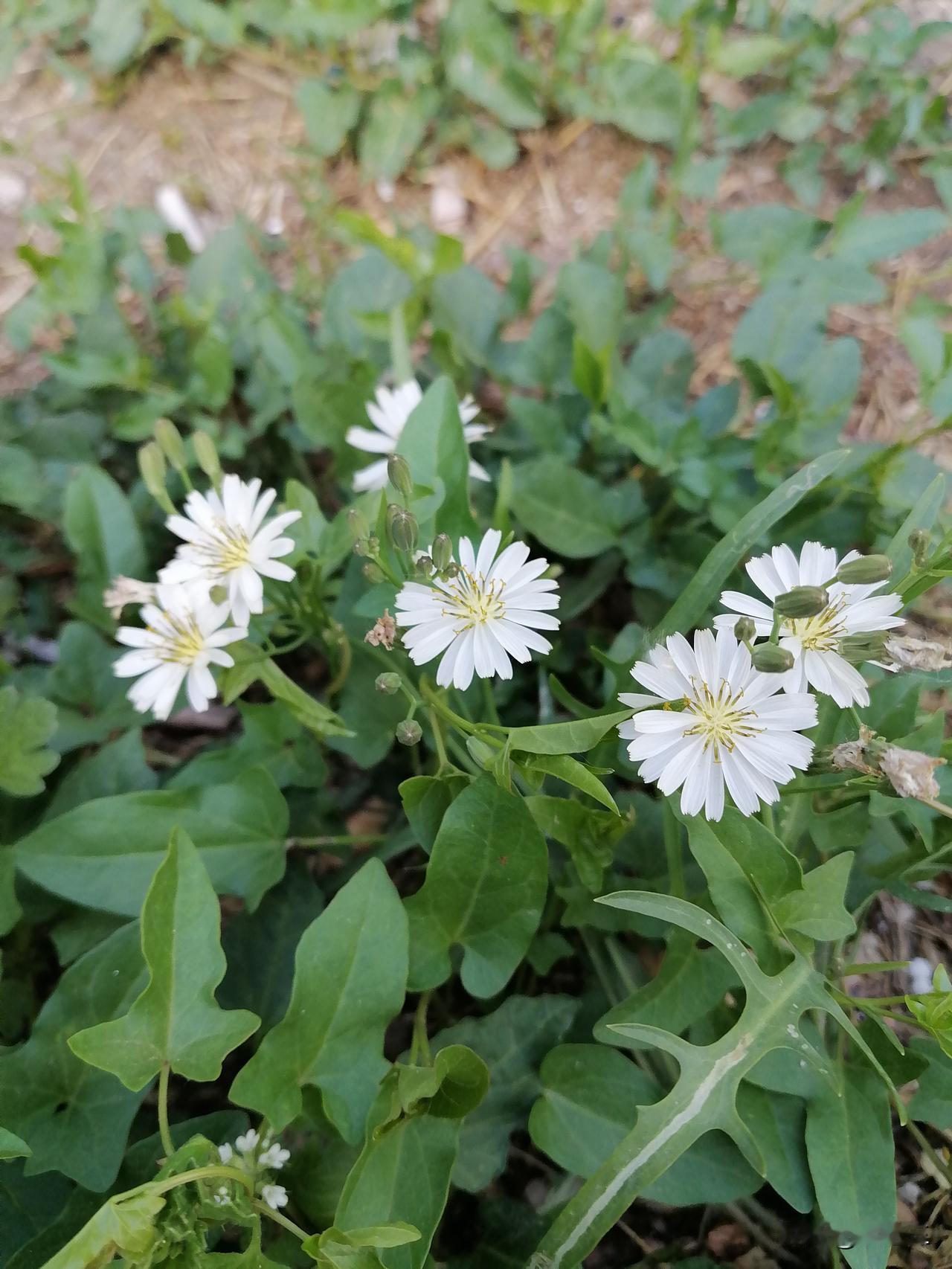 跟孙女玩，给孙女摔个跟头，到现在我还自责。

前天晚上，儿媳给我打电话，要找我出