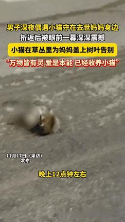 泪目了！北京，一男子深夜回家的路上，看见一只还没满月的小猫，正守在被撞猫妈妈身边