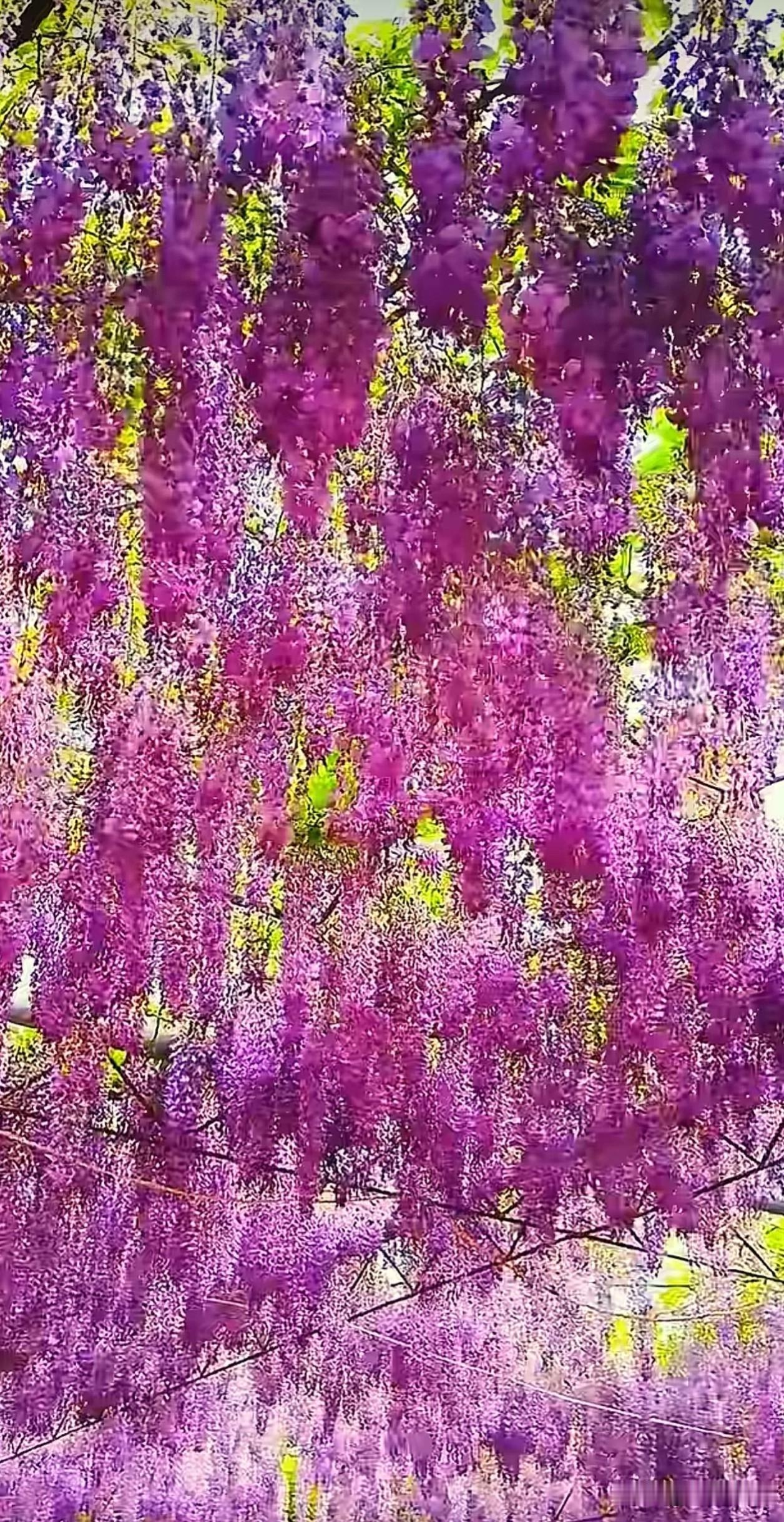  紫藤花的盛放，是一场漫长的等待。它从花苞到花穗，从零星到成片，需要时间，也需要