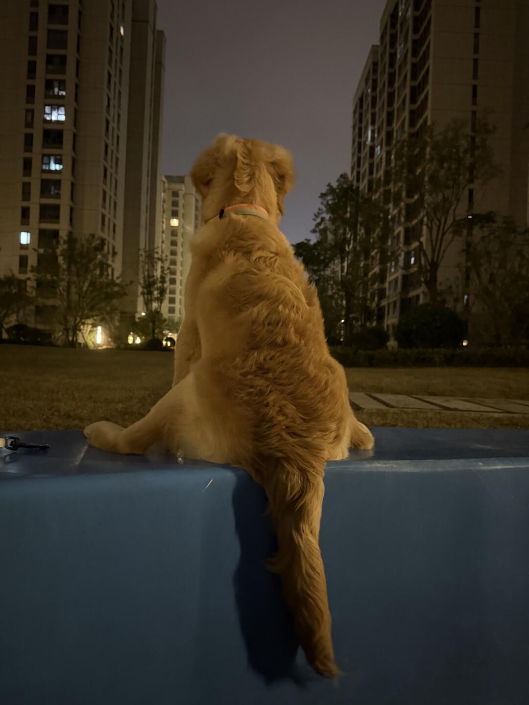 别的小狗这个时候已经呼呼大睡了，但是小金毛正在规划着这座城市的未来 